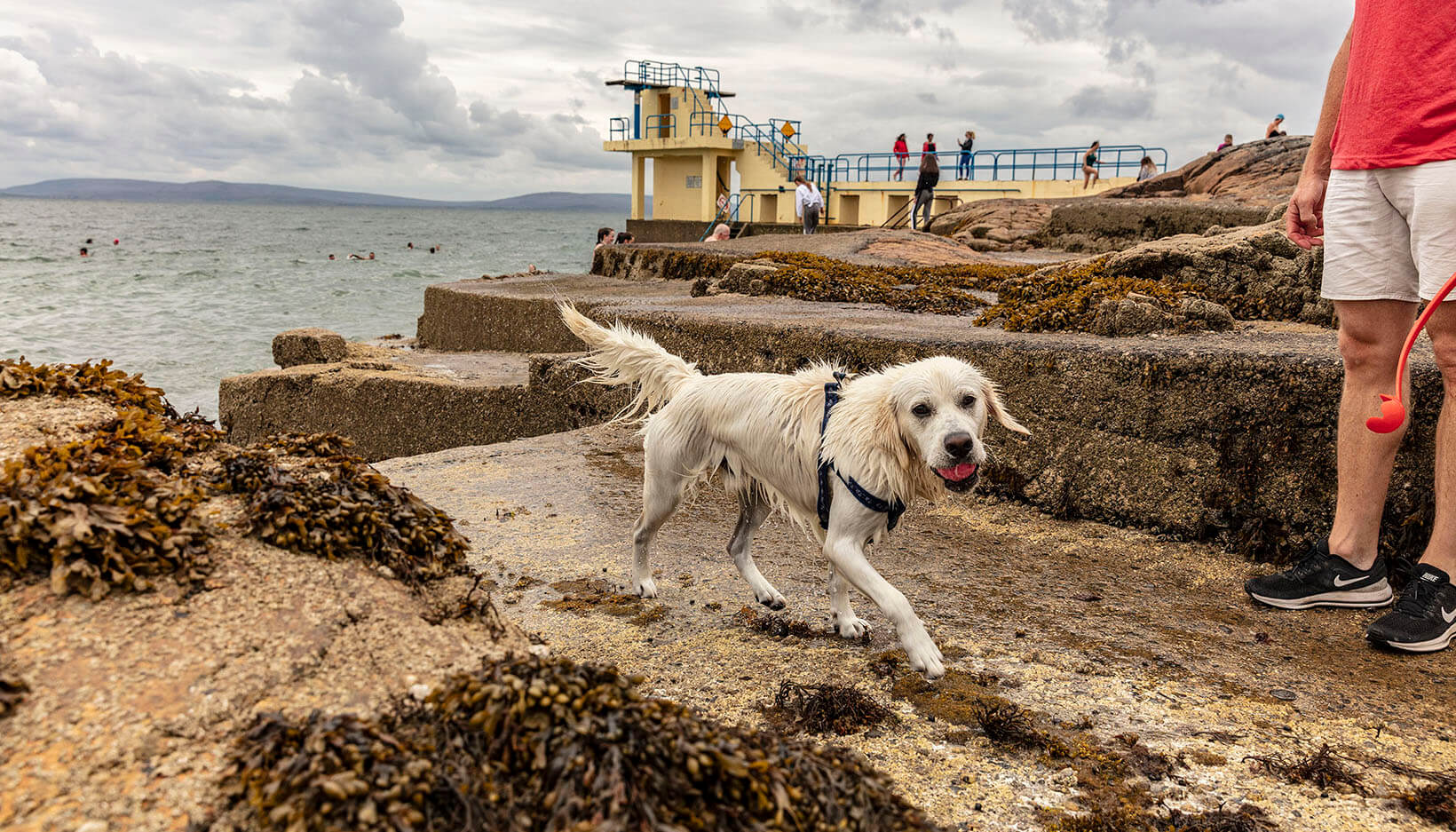dog walking beside the sea