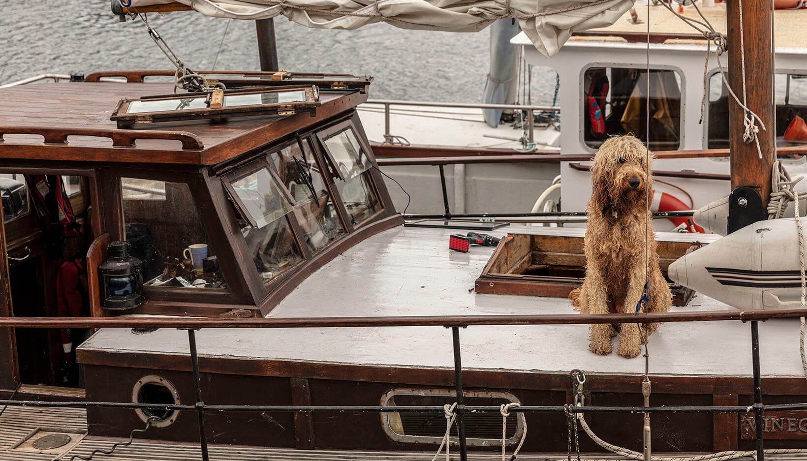 dog on the boat